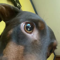 Perdon de la desgraciada 