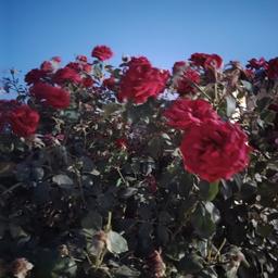 حمودة 