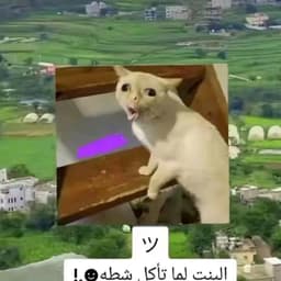 محمد فؤاد السراجي 