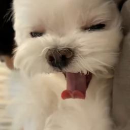 Cha wowooo