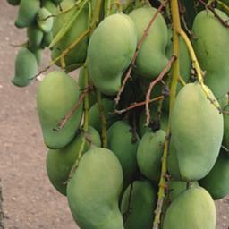 Pelonchas