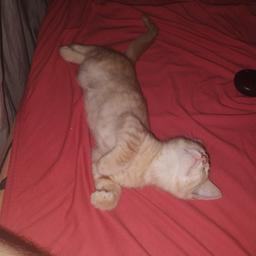 Papai cris