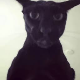 سعد ابو العزم